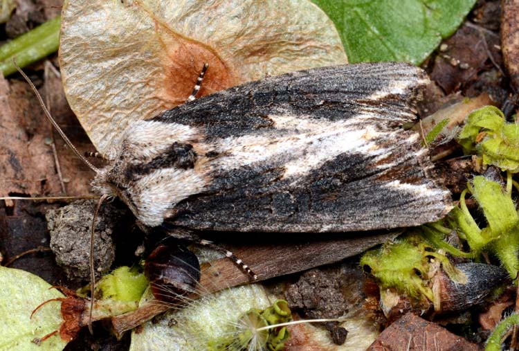 Noctuidae molto variabile